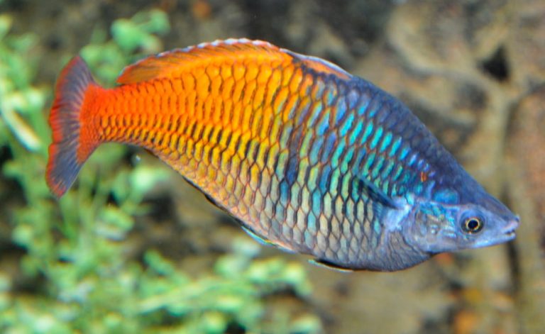 pez arcoiris